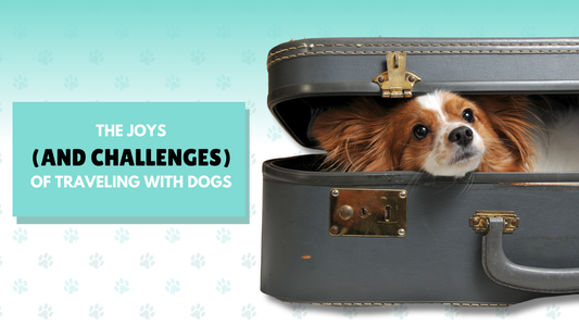 The Joys (and Challenges) of Traveling with Dogs