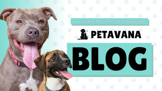 The Petavana Blog: Your Guide to Pet Travel, Care, and Happiness